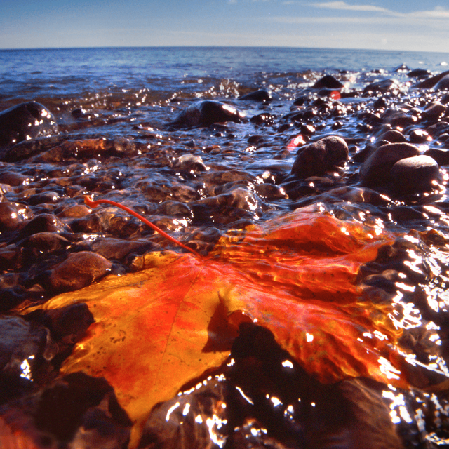 leaf on Lake Superior rocks